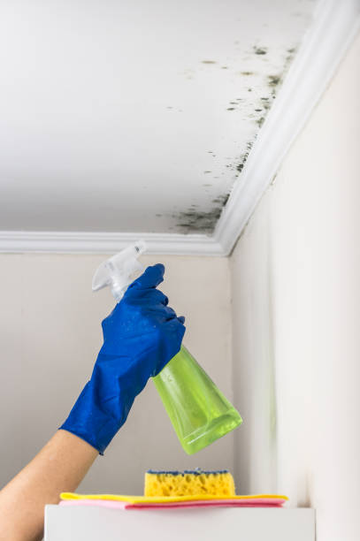 Reliable Hudson, PA Mold Remediation Solutions